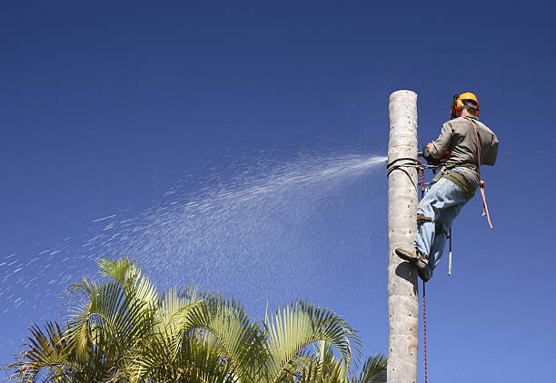 Best Firewood Processing and Delivery  in Tavernier, FL