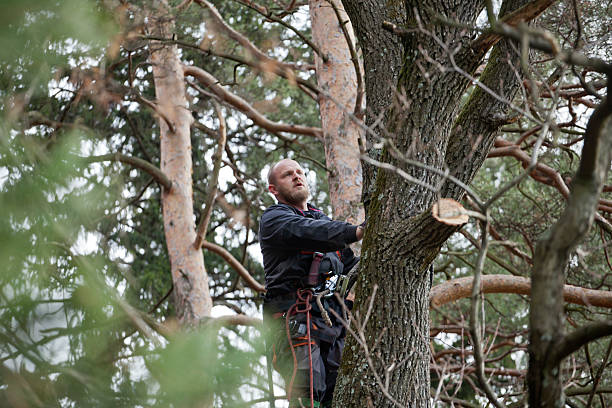 Professional Tree Services in Tavernier, FL